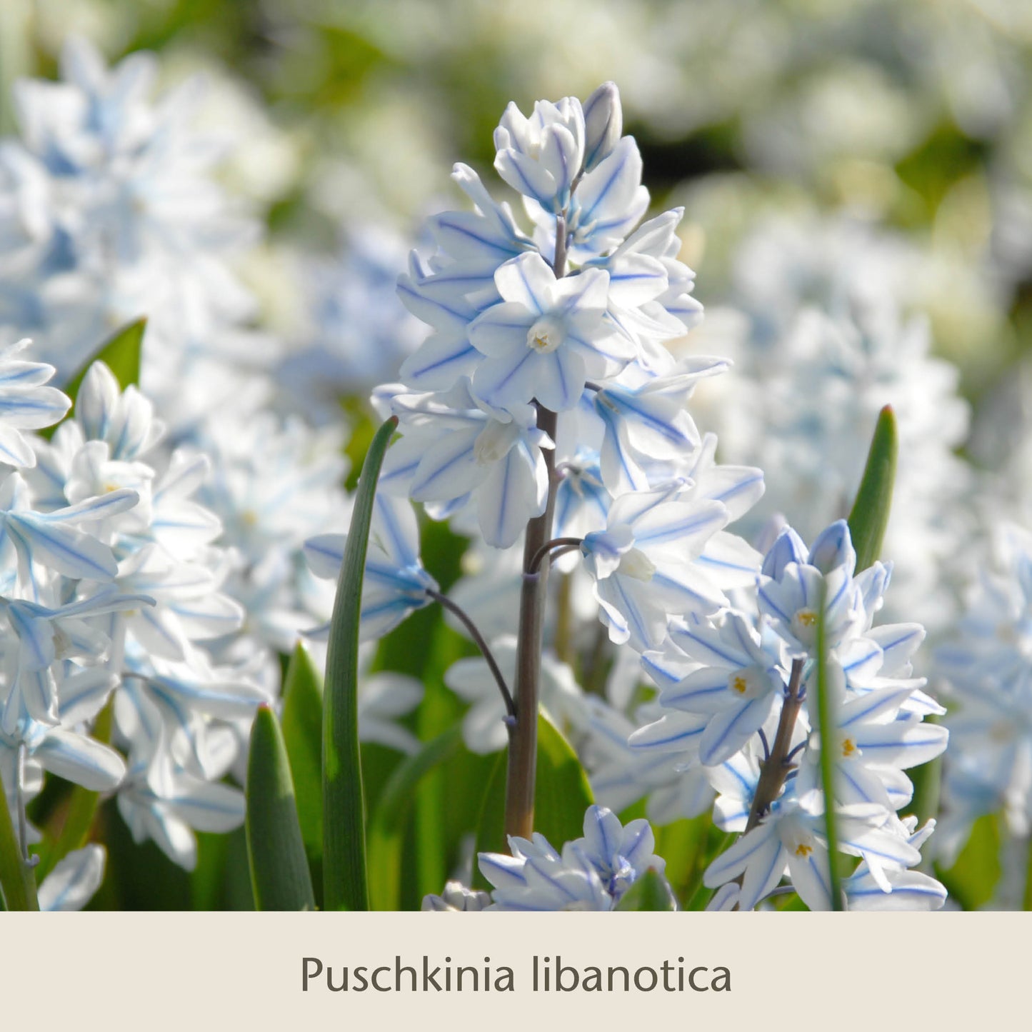 Nahaufnahme der hellblau-weißen „Frühe Charmeure“ der Königlichen Gartenakademie – ein kleiner, aber feiner Saisonanfänger mit grünen Blättern und einem verschwommenen Blütenhintergrund, der Insekten und Gärtner gleichermaßen erfreut.