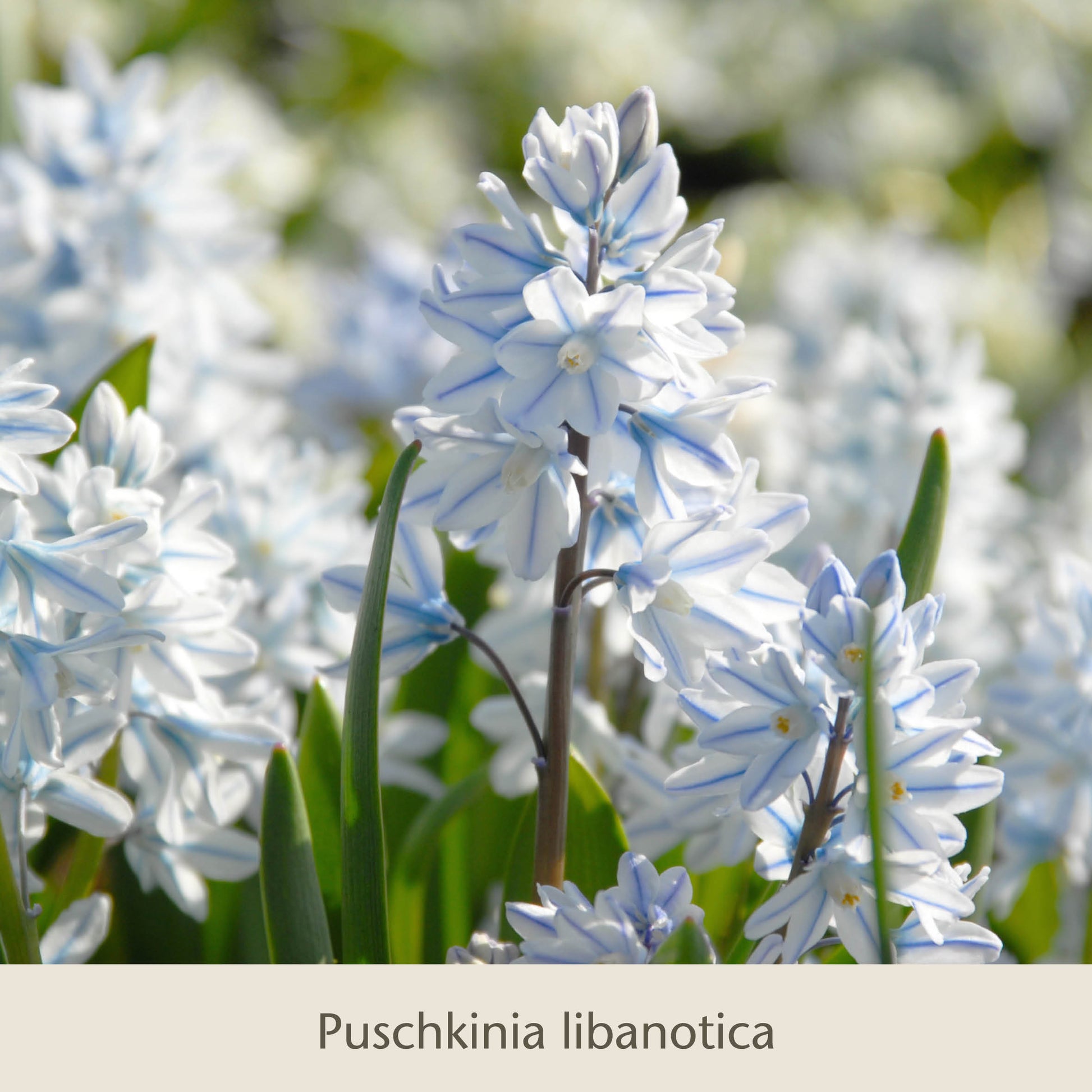 Nahaufnahme der hellblau-weißen „Frühe Charmeure“ der Königlichen Gartenakademie – ein kleiner, aber feiner Saisonanfänger mit grünen Blättern und einem verschwommenen Blütenhintergrund, der Insekten und Gärtner gleichermaßen erfreut.