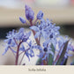 Nahaufnahme der zarten, hellvioletten Blüten der Scilla bifolia – ein elegantes Highlight unter den frühjahrsblühenden Zwiebelgewächsen aus der Reihe „Frühe Charmeure: Klein, aber fein – Saisonanfänger, die nicht nur Insekten Freude bereiten“ der Königlichen Gartenakademie.