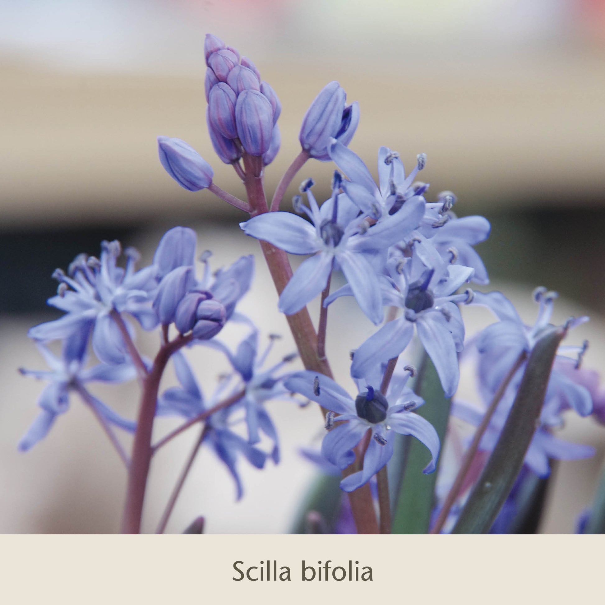 Nahaufnahme der zarten, hellvioletten Blüten der Scilla bifolia – ein elegantes Highlight unter den frühjahrsblühenden Zwiebelgewächsen aus der Reihe „Frühe Charmeure: Klein, aber fein – Saisonanfänger, die nicht nur Insekten Freude bereiten“ der Königlichen Gartenakademie.