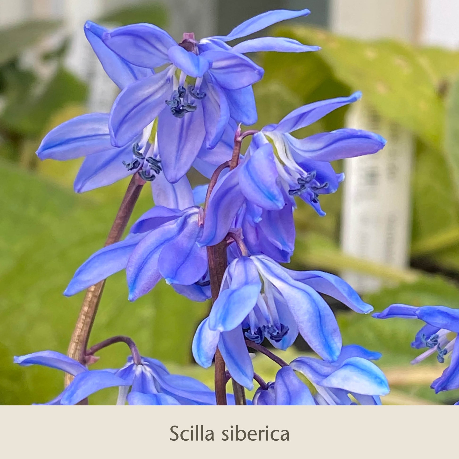 Nahaufnahme von leuchtend blauen Blüten der Scilla siberica mit zarten Blütenblättern, umgeben von grünen Blättern und anderen frühjahrsblühenden Zwiebelgewächsen aus „Frühe Charmeure: Klein, aber fein“ der Königlichen Gartenakademie.