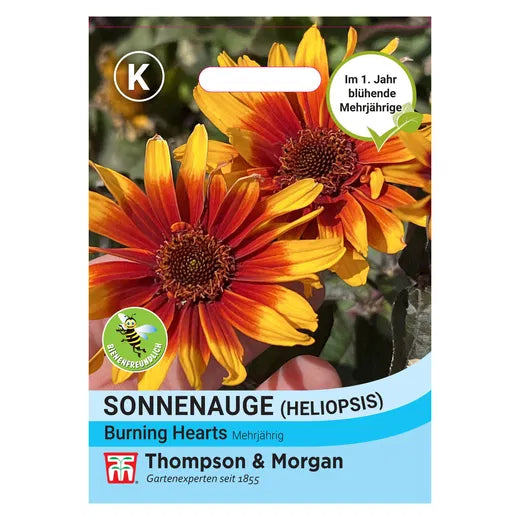 Ein Samenpaket von Thompson und Morgan Sonnenauge 'Burning Hearts' mit leuchtend orange-roten, mehrjährigen Blüten. Das Etikett enthält deutsche und englische Angaben zu dieser nektarreichen Staude von Thompson & Morgan.