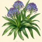 Botanische Illustration von Scilla peruviana – Stern der Peru, Peruanischer Blaustern von Verberghe, die drei Büschel kleiner, tiefblauer, halbkugelförmiger Blüten zeigt, die aus einer dichten Rosette langer, spitzer, dunkelgrüner Blätter vor einem cremefarbenen Hintergrund hervortreten. Der Name dieser frostresistenten Pflanze ist darunter in Kursivschrift vermerkt.