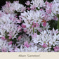 Bienenbalkon von der Königlichen Gartenakademie: Insektenfreundliche Frühlingsblüher mit weiß-rosa Allium-Cameleon-Blüten, ideal zur Kombination mit Tulpen und anderen Blumenzwiebeln im Balkonkasten.