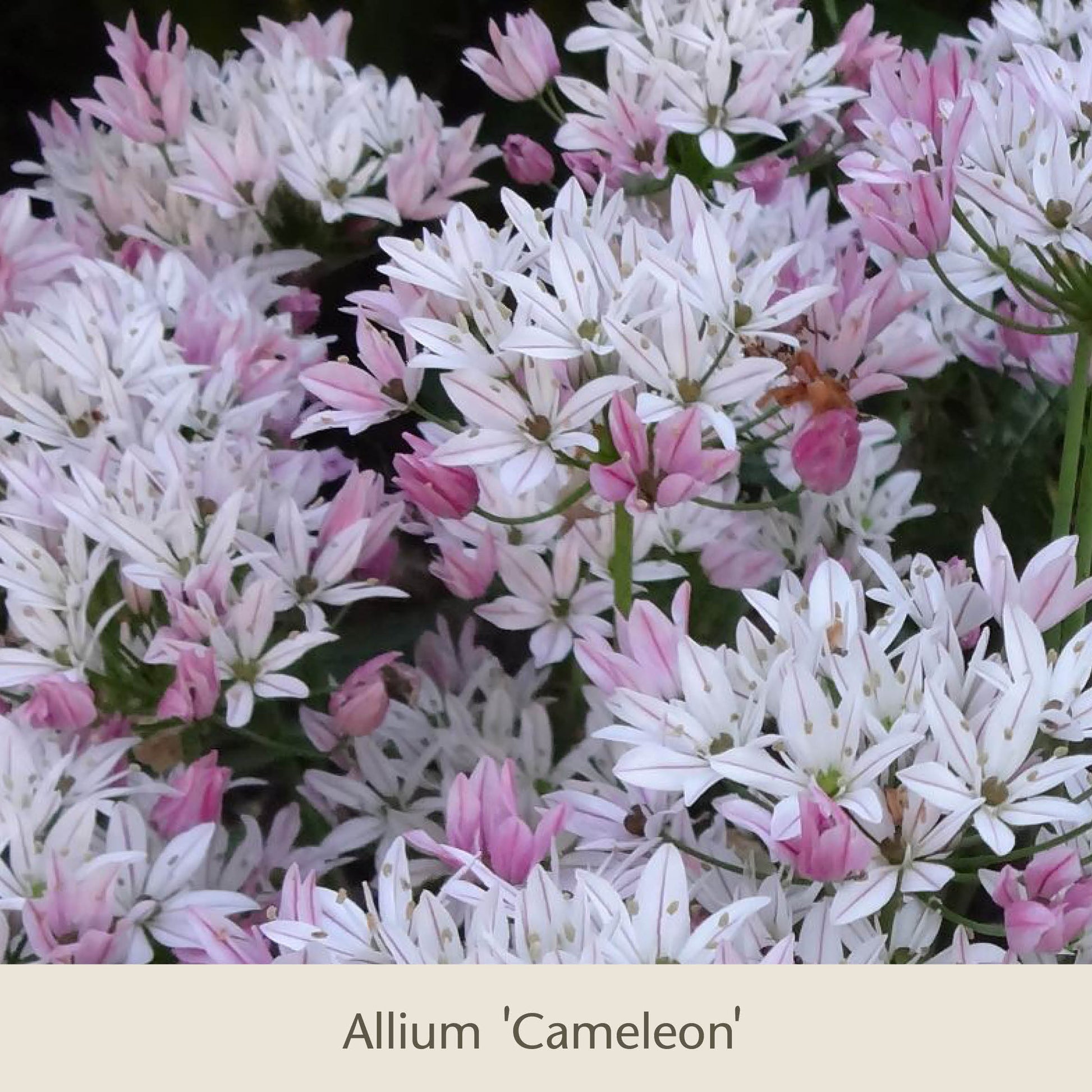 Bienenbalkon von der Königlichen Gartenakademie: Insektenfreundliche Frühlingsblüher mit weiß-rosa Allium-Cameleon-Blüten, ideal zur Kombination mit Tulpen und anderen Blumenzwiebeln im Balkonkasten.