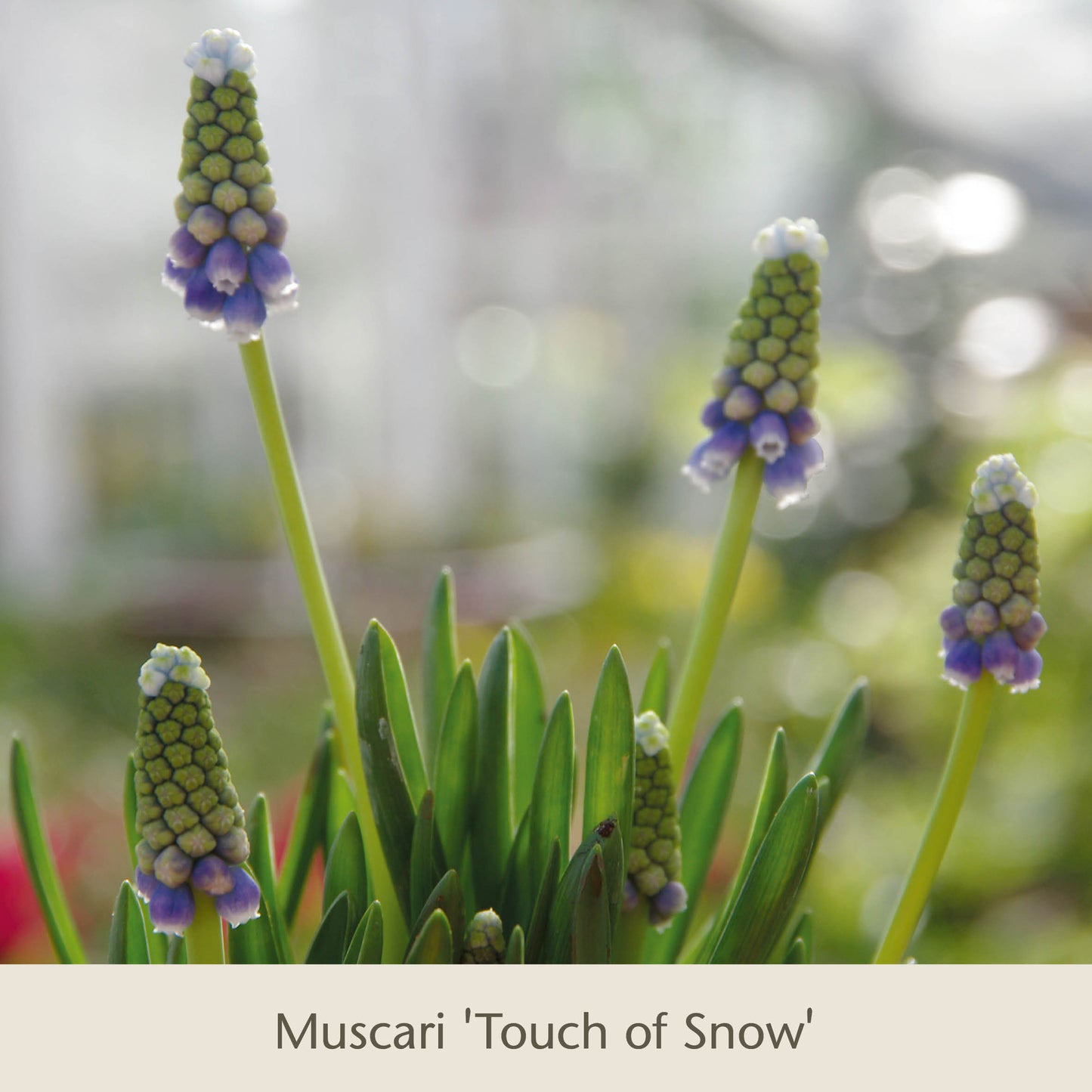 Vier Stängel der Sorte „Muscari Touch of Snow“, ein Frühjahrsblüher mit violett-weißen Blüten, ragen über schmalen Blättern in einem Garten mit Weichzeichner-Effekt empor. Text: „Bienen Balkon“ von der Königlichen Gartenakademie – insektenfreundliche Frühjahrsblüher für den Balkonkasten.