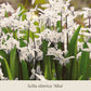 Eine Ansammlung weißer, sternförmiger Blüten der Scilla siberica ‚Alba‘ und grüner Blätter aus dem Buch „Bienen Balkon: Insektenfreundliche Frühjahrsblüher für den Balkonkasten“ der Königlichen Gartenakademie sorgt für ein bezauberndes Frühlingsbild in Ihrem Balkonkasten.
