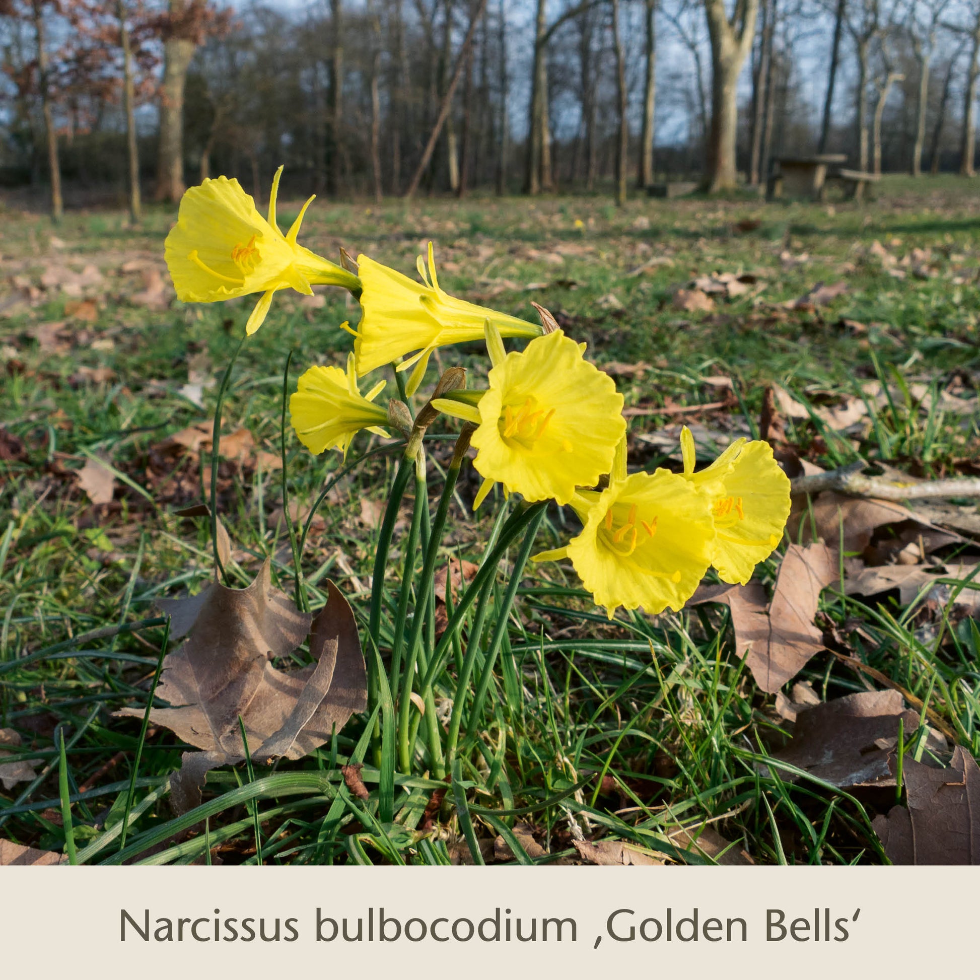 Eine Gruppe insektenfreundlicher Frühjahrsblüher aus der „Bienen-Balkon“-Kollektion der Königlichen Gartenakademie blüht in einem grasbewachsenen, mit Laub übersäten Park, im Hintergrund sind kahlen Bäume und eine Bank zu sehen.