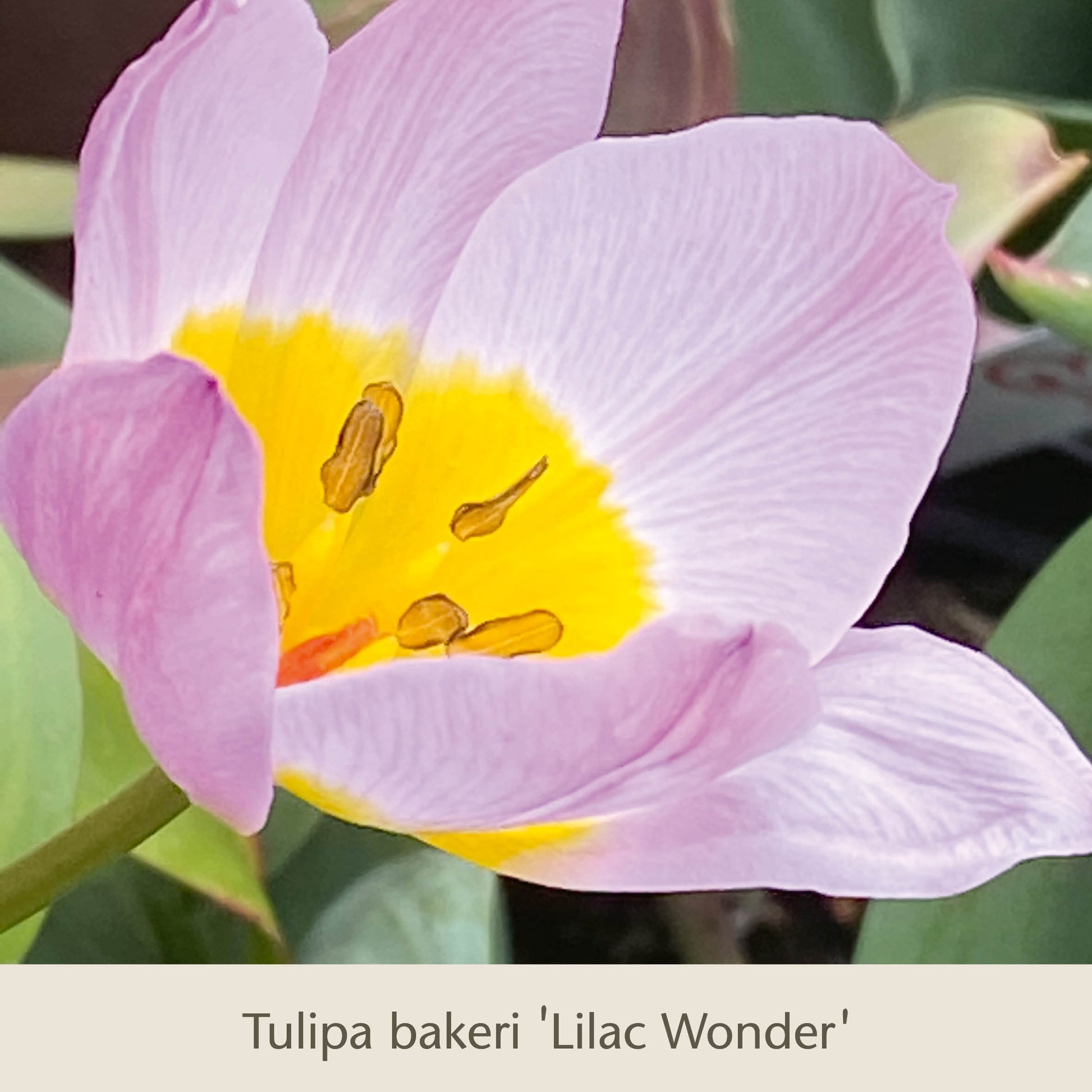 Nahaufnahme einer Tulipa bakeri „Lilac Wonder“, vorgestellt in der Publikation „Bienen Balkon: Insektenfreundliche Frühjahrsblüher für den Balkonkasten“ der Königlichen Gartenakademie – zartlila Blütenblätter und eine gelbe Blütenmitte locken Bestäuber auf Ihren Balkon.