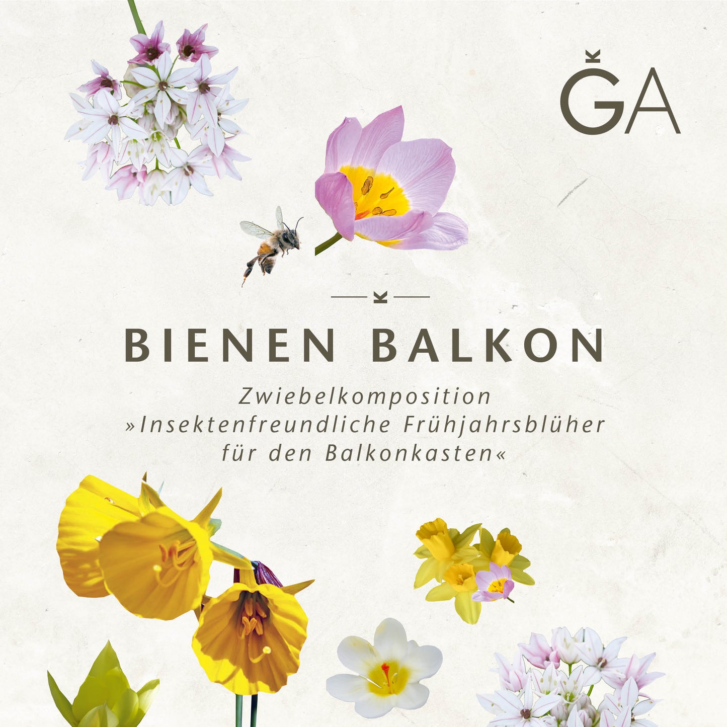 Eine dekorative Grafik mit Frühlingsblumen, einer Biene und einem deutschen Text, der für „Bienen Balkon: Insektenfreundliche Frühjahrsblüher für den Balkonkasten“ der Königlichen Gartenakademie wirbt.