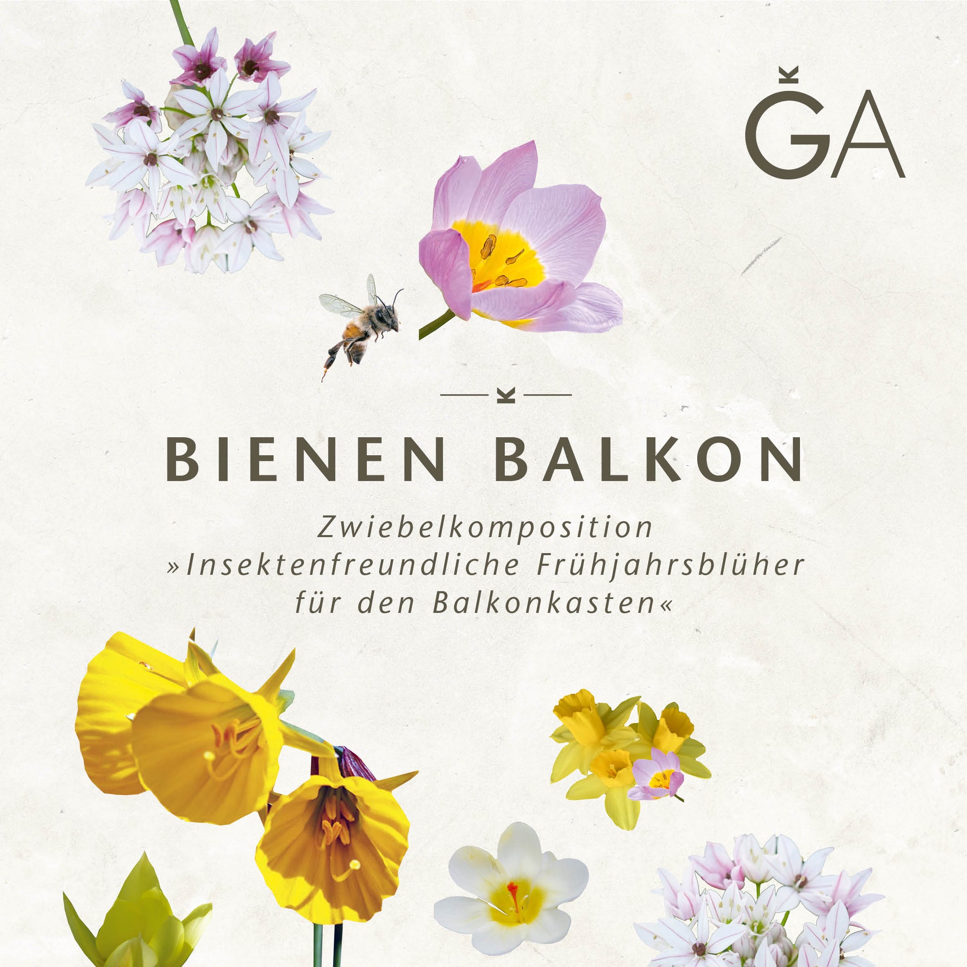 Eine dekorative Grafik mit Frühlingsblumen, einer Biene und einem deutschen Text, der für „Bienen Balkon: Insektenfreundliche Frühjahrsblüher für den Balkonkasten“ der Königlichen Gartenakademie wirbt.