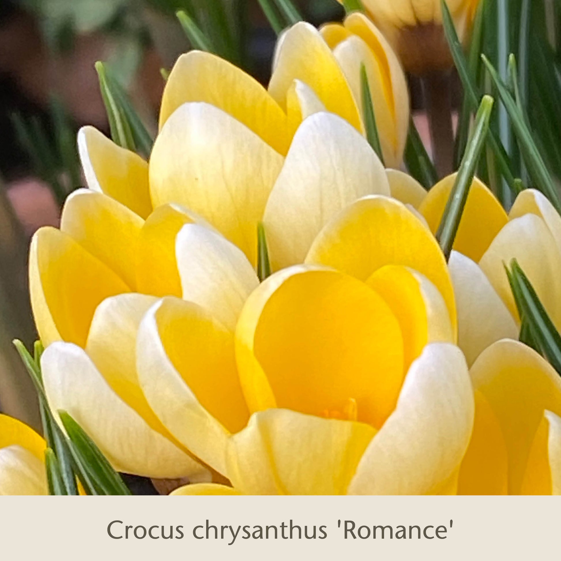 Nahaufnahme der blühenden Sorte „Crocus chrysanthus Romance“ – ideal für die „Topflasagne“ der Königlichen Gartenakademie: Zum Aufschichten in großen Pflanzkübeln zusammen mit Tulpen und Frühlingszwiebeln für eine atemberaubende Frühlingsdekoration.