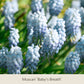 Nahaufnahme mehrerer Büschel hellblauer Muscari-„Baby’s Breath“-Blüten, die im Freien in einer „Topflasagne: Zum Aufschichten in großen Pflanzkübeln“ der Königlichen Gartenakademie blühen, mit grün verschwommenen Blättern und anderen Blumenzwiebeln im Hintergrund.