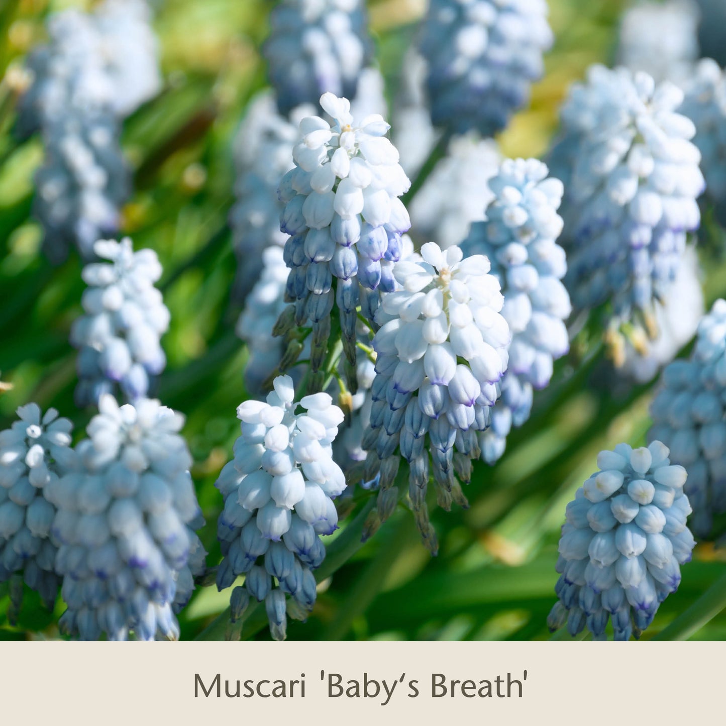 Nahaufnahme mehrerer Büschel hellblauer Muscari-„Baby’s Breath“-Blüten, die im Freien in einer „Topflasagne: Zum Aufschichten in großen Pflanzkübeln“ der Königlichen Gartenakademie blühen, mit grün verschwommenen Blättern und anderen Blumenzwiebeln im Hintergrund.