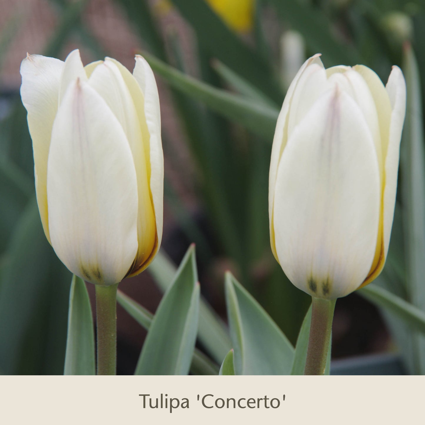 Zwischen den grünen Blättern blühen zwei hellgelbe Tulpen mit weißen Blütenblättern. Darunter unterstreicht der Text „Topflasagne: Zum Aufschichten in großen Pflanzkübeln“ der Königlichen Gartenakademie diese wunderschönen Frühlingsblumen.
