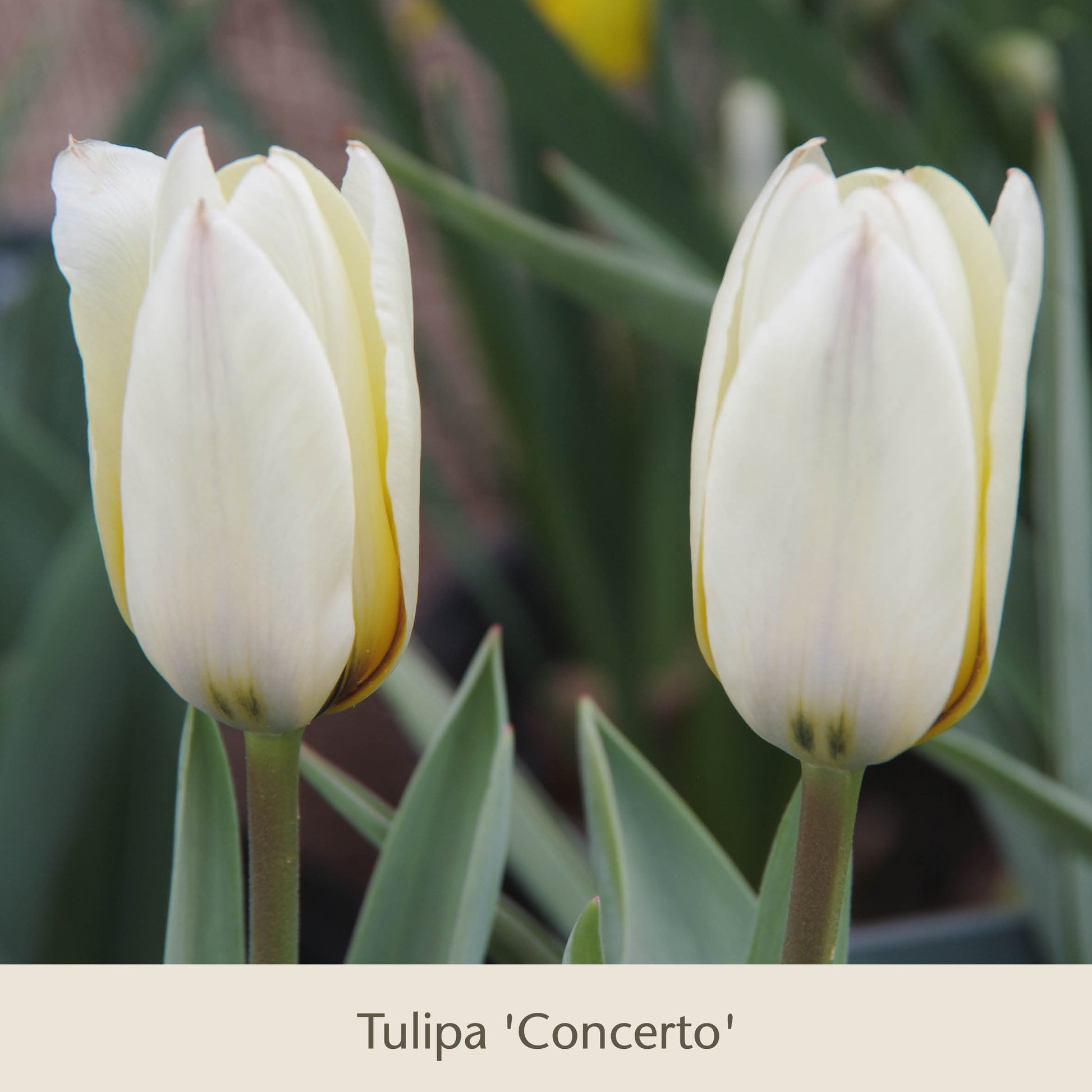 Zwischen den grünen Blättern blühen zwei hellgelbe Tulpen mit weißen Blütenblättern. Darunter unterstreicht der Text „Topflasagne: Zum Aufschichten in großen Pflanzkübeln“ der Königlichen Gartenakademie diese wunderschönen Frühlingsblumen.