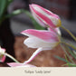 Nahaufnahme von zwei rosa-weißen Tulipa Lady Jane-Tulpen mit Wassertropfen, im Freien fotografiert – die perfekte Inspiration für Ihren Frühlingsgarten mit „Topflasagne: Zum Aufschichten in großen Pflanzkübeln“ von der Königlichen Gartenakademie.