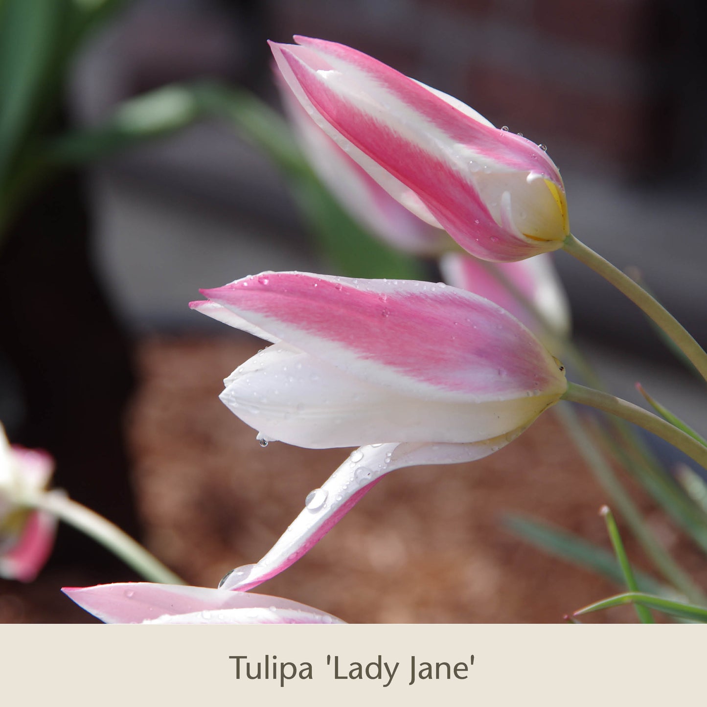 Nahaufnahme von zwei rosa-weißen Tulipa Lady Jane-Tulpen mit Wassertropfen, im Freien fotografiert – die perfekte Inspiration für Ihren Frühlingsgarten mit „Topflasagne: Zum Aufschichten in großen Pflanzkübeln“ von der Königlichen Gartenakademie.