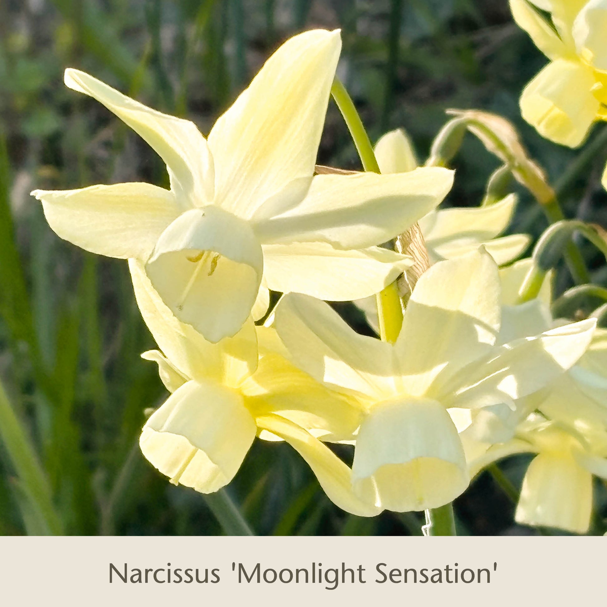 Die blassgelben Narzissen der Sorte „Moonlight Sensation“ von der Königlichen Gartenakademie lassen sich wunderbar mit Tulpen in Ihrer „Topflasagne“ kombinieren, die Sie in großen Pflanzkübeln schichten können, und sorgen zusammen mit anderen Blumenzwiebeln für ein atemberaubendes Frühlingsbild.