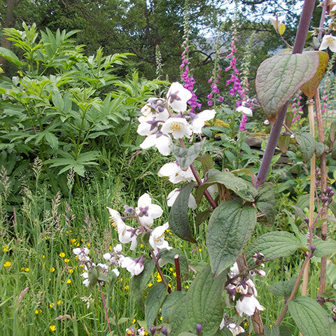 Entdecken Sie üppiges Grün, rosa Fingerhüte, Rosen und hohe Stämme mit weißen und violetten Blüten im Cottage Garten - vorgestellt im HALBTAGESKURS "Der Cottage Garten: Der Garten der Zukunft" der Königlichen Gartenakademie am 24.10.2026.