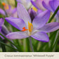 Nahaufnahme von „Gabriellas Wiesenschätze“: Langlebige Blumenzwiebeln zum Einpflanzen in die Wiese von der Königlichen Gartenakademie – zarte violette Blüten mit orangefarbenen Staubblättern, gelber Narbe und grünen Blättern vor unscharfem Hintergrund.
