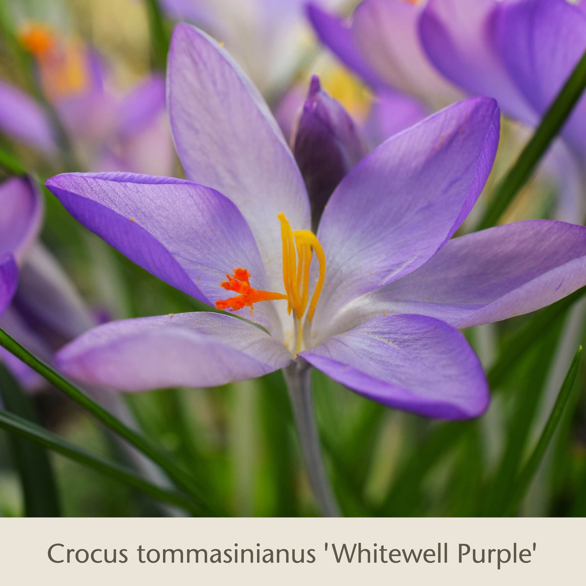 Nahaufnahme von „Gabriellas Wiesenschätze“: Langlebige Blumenzwiebeln zum Einpflanzen in die Wiese von der Königlichen Gartenakademie – zarte violette Blüten mit orangefarbenen Staubblättern, gelber Narbe und grünen Blättern vor unscharfem Hintergrund.