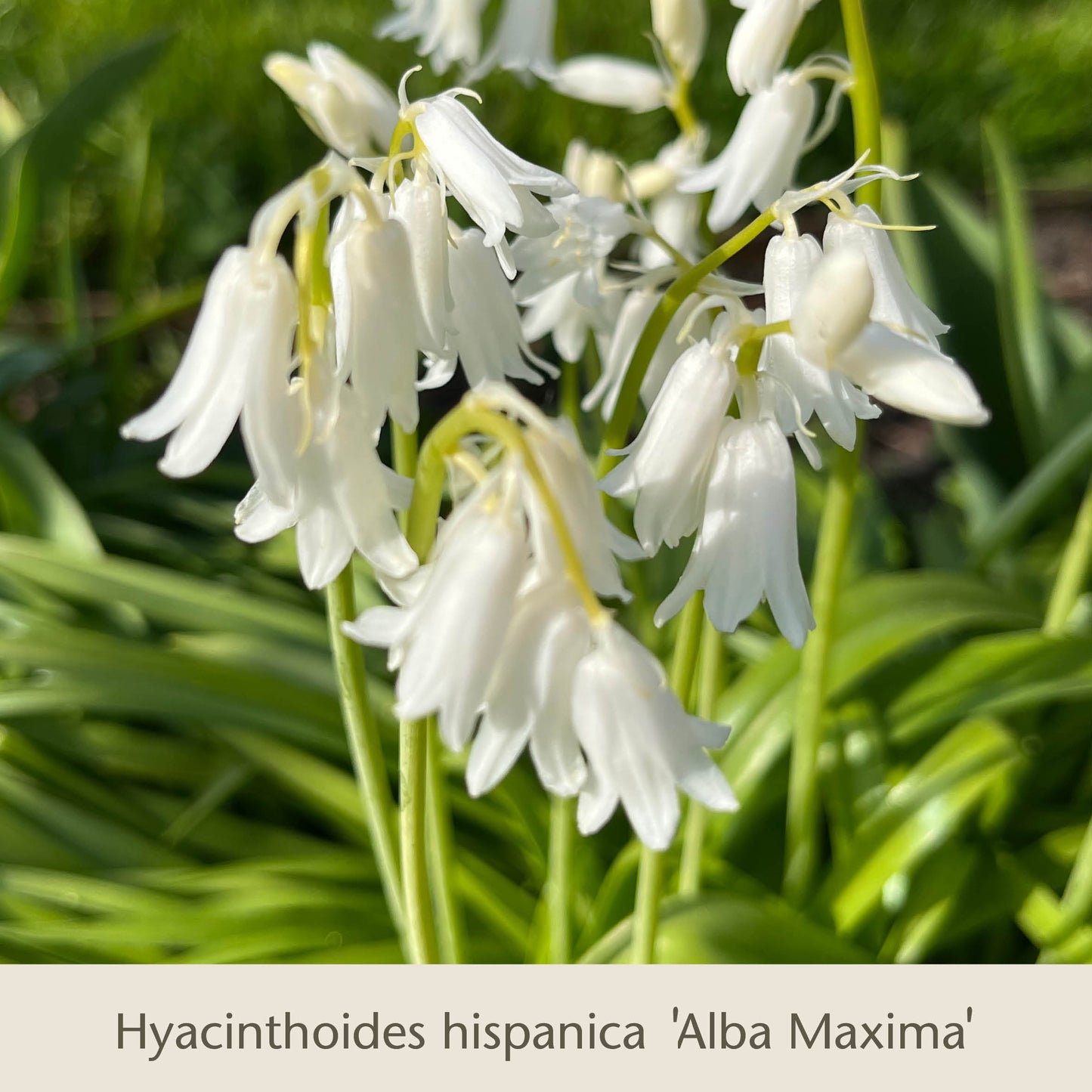 Nahaufnahme weißer, glockenförmiger Blüten der Sorte „Gabriellas Wiesenschätze“ aus dem Buch „Langlebige Blumenzwiebeln zum Verwildern in der Wiese“ der Königlichen Gartenakademie, mit schlanken grünen Blättern im natürlichen Licht.