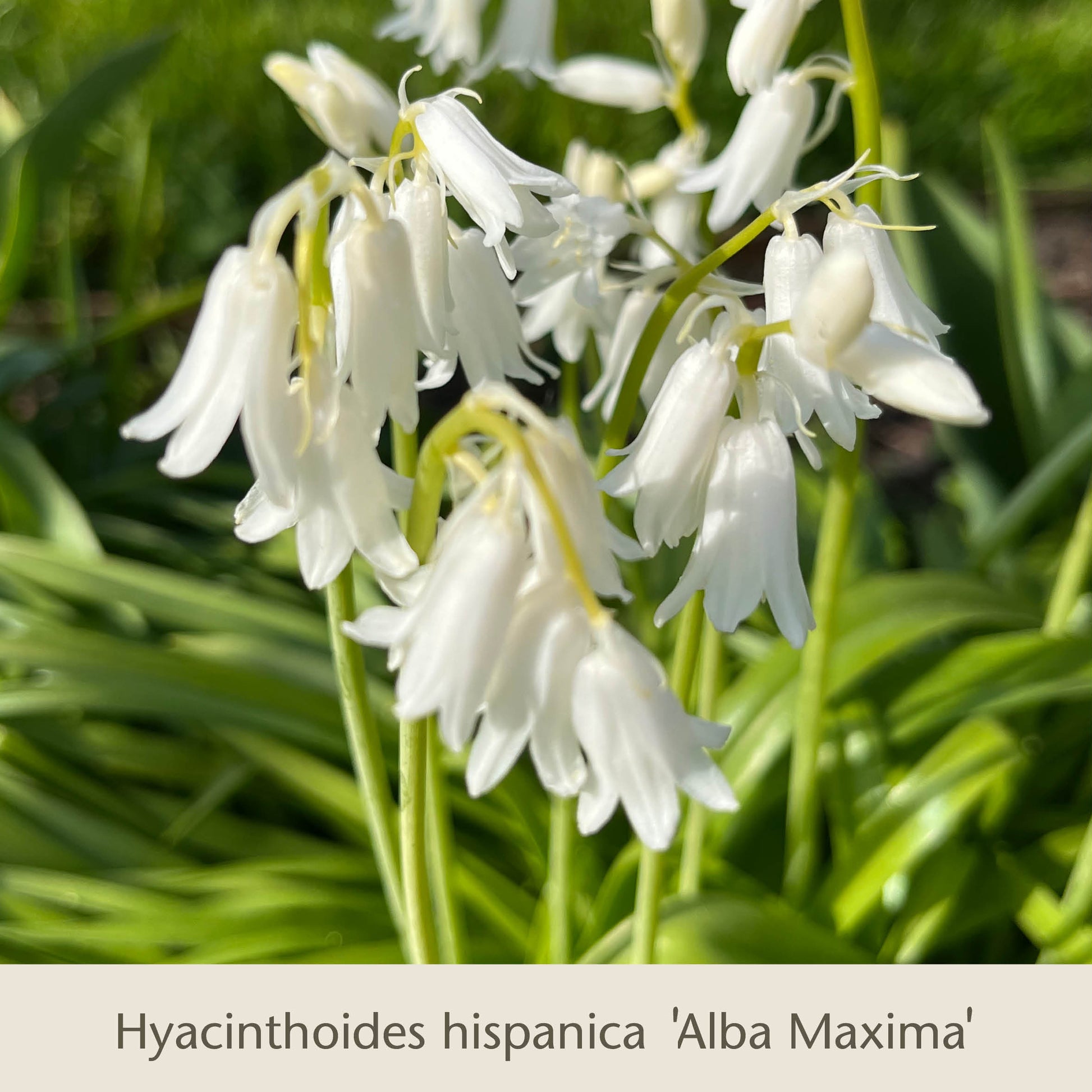 Nahaufnahme weißer, glockenförmiger Blüten der Sorte „Gabriellas Wiesenschätze“ aus dem Buch „Langlebige Blumenzwiebeln zum Verwildern in der Wiese“ der Königlichen Gartenakademie, mit schlanken grünen Blättern im natürlichen Licht.