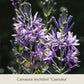 Nahaufnahme von Gabriellas „Wiesenschätze“ der Königlichen Gartenakademie: langlebige Blumenzwiebeln zum Einwachsen mit sternförmigen, violett-blauen Blüten und langen grünen Stielen – ideal für deine Frühlingszwiebel-Sammlung.