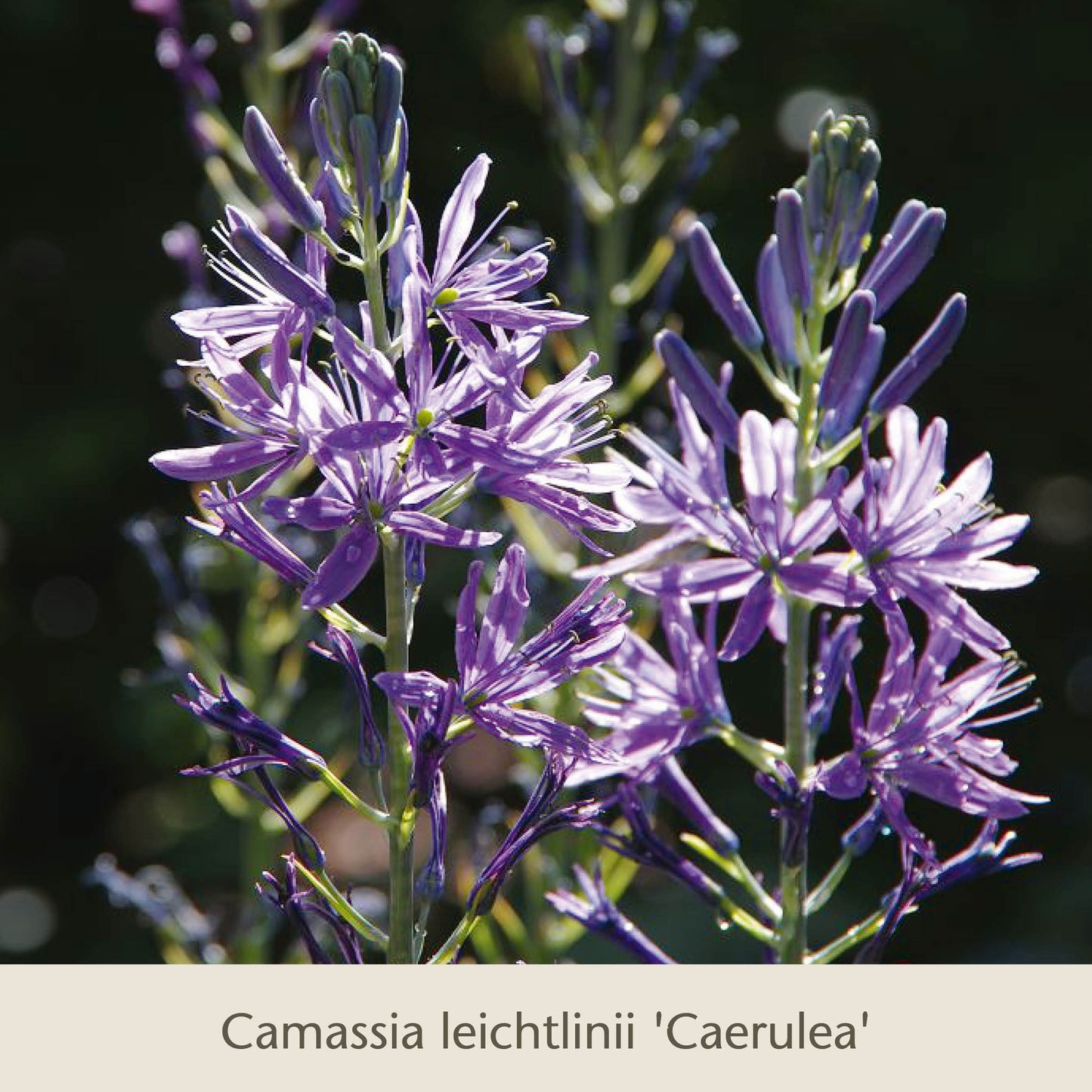 Nahaufnahme von Gabriellas „Wiesenschätze“ der Königlichen Gartenakademie: langlebige Blumenzwiebeln zum Einwachsen mit sternförmigen, violett-blauen Blüten und langen grünen Stielen – ideal für deine Frühlingszwiebel-Sammlung.