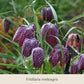 Die langlebigen Blumenzwiebeln „Gabriellas Wiesenschätze“ von der Königlichen Gartenakademie bringen im Frühling prächtige, purpurfarbene Fritillaria meleagris mit typisch gemusterten Blüten und schlankem Laub auf Ihre Wiese.
