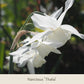 Nahaufnahme von zwei zarten weißen Narzissen der Sorte „Thalia“ aus der Reihe „Gabriellas Wiesenschätze: Langlebige Blumenzwiebeln zum Verwildern in der Wiese“ der Königlichen Gartenakademie, die auf schlanken grünen Stielen vor einem sanften, sonnendurchfluteten Hintergrund blühen. Text: Narcissus Thalia.