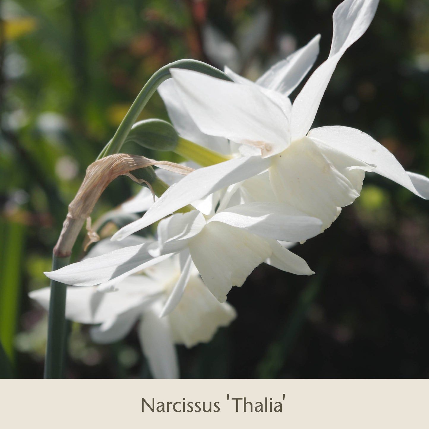 Nahaufnahme von zwei zarten weißen Narzissen der Sorte „Thalia“ aus der Reihe „Gabriellas Wiesenschätze: Langlebige Blumenzwiebeln zum Verwildern in der Wiese“ der Königlichen Gartenakademie, die auf schlanken grünen Stielen vor einem sanften, sonnendurchfluteten Hintergrund blühen. Text: Narcissus Thalia.