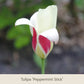 Eine Blumenzwiebel aus Gabriellas „Wiesenschätze“ der Königlichen Gartenakademie zeigt cremeweiße und leuchtend rote Blütenblätter vor grün-braunem Hintergrund – langlebig und ideal, um sie auf der Wiese verwildern zu lassen.