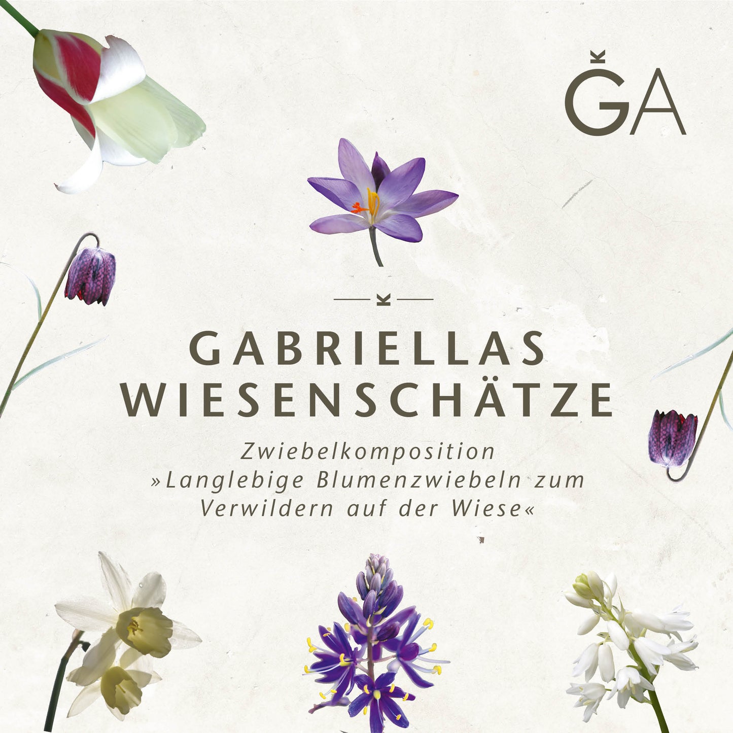 Ein beiges Quadrat mit dem Text „Gabriellas Wiesenschätze: Langlebige Blumenzwiebeln zum Verwildern in der Wiese“ von der Königlichen Gartenakademie, umgeben von Blumenillustrationen und mit dem GA-Logo oben rechts.