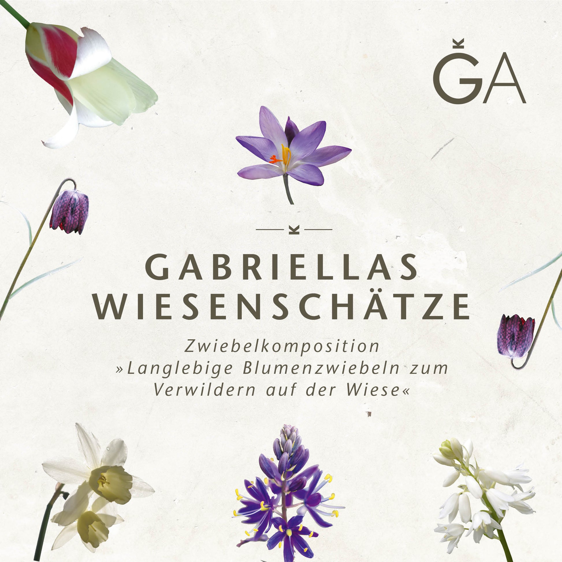 Ein beiges Quadrat mit dem Text „Gabriellas Wiesenschätze: Langlebige Blumenzwiebeln zum Verwildern in der Wiese“ von der Königlichen Gartenakademie, umgeben von Blumenillustrationen und mit dem GA-Logo oben rechts.