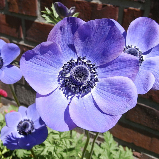 Nahaufnahme der ca. 30 cm großen Weijers Anemone 'Mr. Fokker' Kronen-Anemone mit tief violettblauen Blütenblättern und dunkler Mitte, die im Sonnenlicht vor einer Backsteinmauer und üppigem grünen Laub blüht.