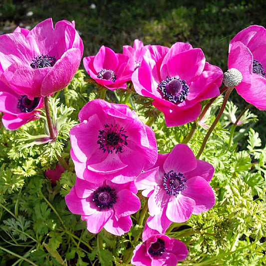 Anemone 'Sylphide' Kronen-Anemone von Weijers hat leuchtend rosa Blüten mit dunkler Mitte und violett-rosa Blüten inmitten von üppigem grünen Laub. Erreicht eine reife Höhe von 25 cm.