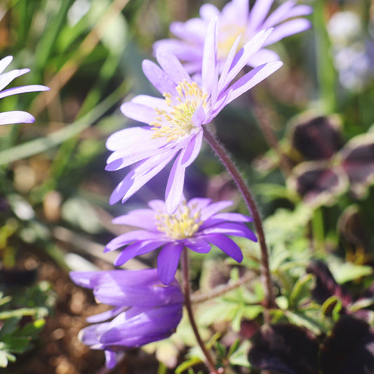Zwei Blüten der Anemone blanda ‚Charmer‘ von Weijers zeigen in strahlendem Sonnenlicht vor grünem Laub auf 10–15 cm langen Stielen violette Blütenblätter und gelbe Blütenmitte, vor einem weichgezeichneten, grasbewachsenen Hintergrund.