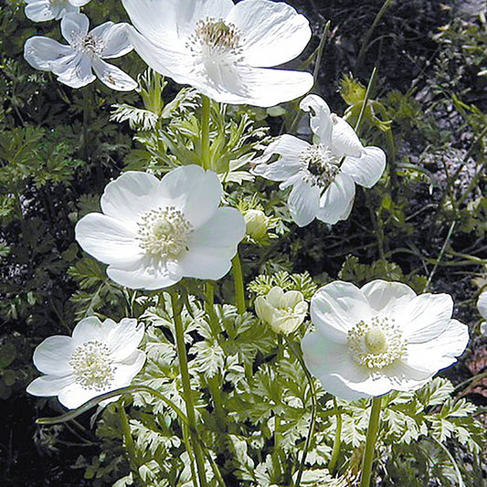 Die Anemone 'Bride' von Weijers hat zarte weiße Blüten mit gelb-grüner Mitte und farnartigem grünen Laub. Blüht von April bis Juni an sonnigen Standorten im Freien.