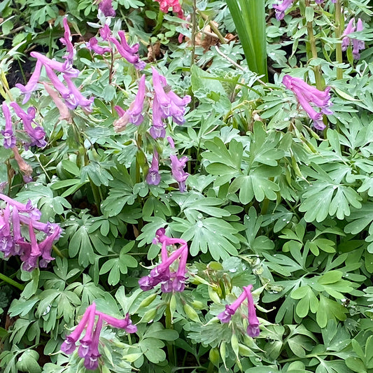 Der Weijers Corydalis solida Gefingerte Lerchensporn wird bis zu 20 cm groß, hat farnartige grüne Blätter und dichte Büschel hängender violetter und rosafarbener Blüten - perfekt, um Farbe in Ihren Garten zu bringen.