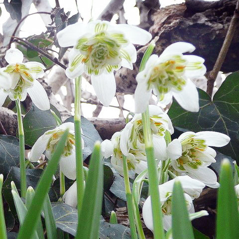 Nahaufnahme von Galanthus nivalis 'Hippolyta' (Schneeglöckchen) von Sam van Schooten, mit weißen, teilweise gefüllten Blüten mit grünen Markierungen, die von Februar bis März im Freien zwischen grünen Blättern blühen, im Hintergrund Baumzweige.