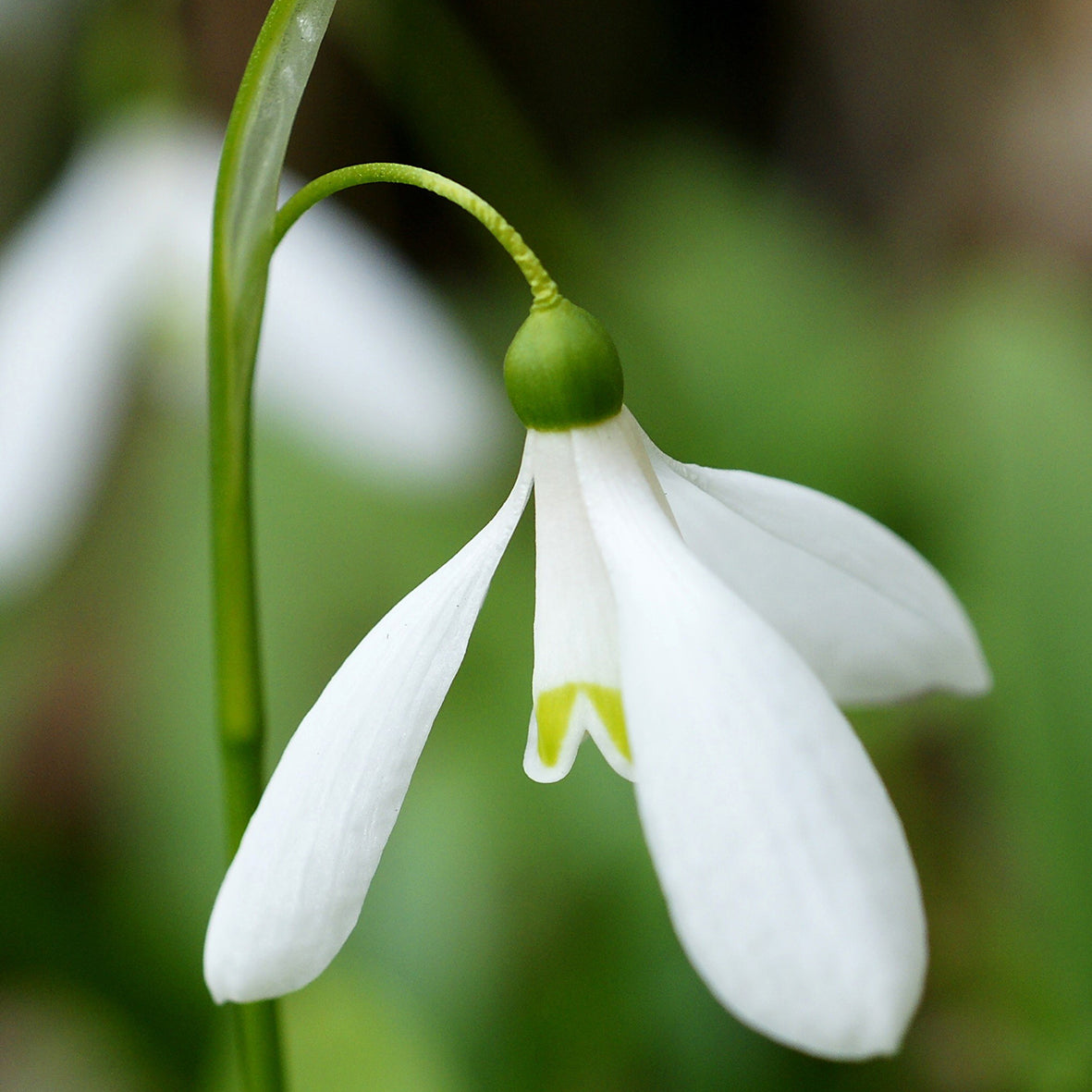 Eine Nahaufnahme eines einzelnen Schneeglöckchens (Galanthus nivalis ‚Magnet‘) von Sam van Schooten, mit zart geschwungenen Blütenblättern und grünem Stiel vor einem verschwommenen grünen Hintergrund, die seine elegante Blüte im März einfängt.