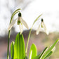 Nahaufnahme von zwei Galanthus nivalis ‚Mount Everest‘-Schneeglöckchen von Weijers, die eine reinweiße Blüte mit grünen Markierungen inmitten üppiger Blätter zeigen, vor einem sanft unscharfen Hintergrund in hellem Tageslicht.