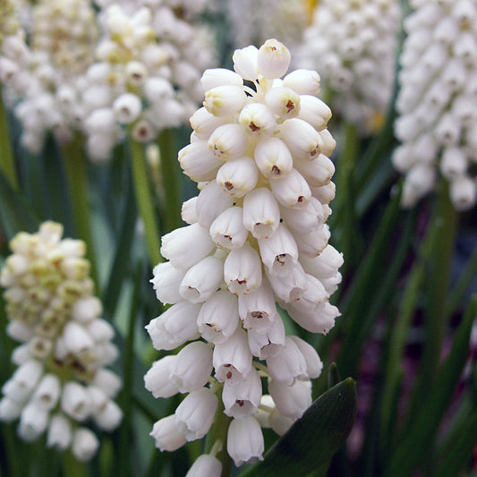 Nahaufnahme von Muscari 'Muscari bot. Album' Weiße Traubenhyazinthe von Sam van Schooten: Dicht gedrängte, weiße, glockenförmige Blüten bilden längliche Kegel inmitten des grünen Laubs. Die Blüten sind bienenfreundlich.