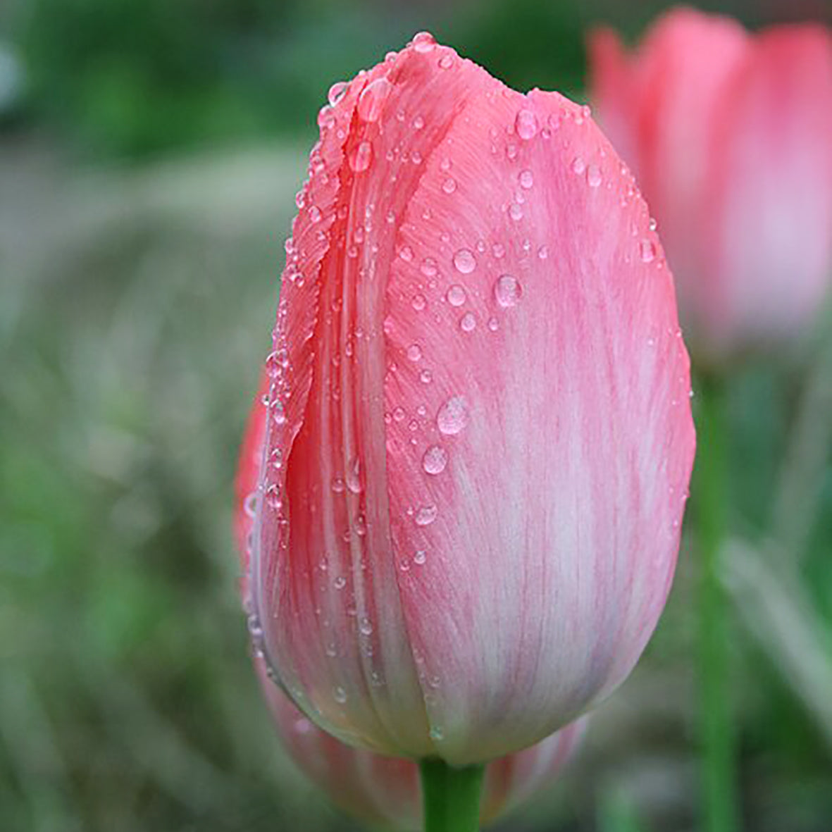 Nahaufnahme einer Knospe der Tulipa 'Van Eijk'® (Darwin-Hybrid-Tulpe) von Weijers, die Wassertropfen auf den rosa Blütenblättern vor einem unscharfen grünen Hintergrund zeigt, während im Beet dahinter eine weitere Tulpe blüht.
