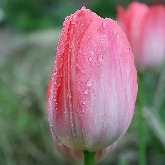 Eine Nahaufnahme der Tulipa 'Van Eijk'® – einer Darwin-Hybrid-Tulpe von Weijers – zeigt rosarote Blütenblätter mit Wassertropfen vor einem verschwommenen grünen Hintergrund. Diese farbenprächtige Tulpe blüht von April bis Mai.
