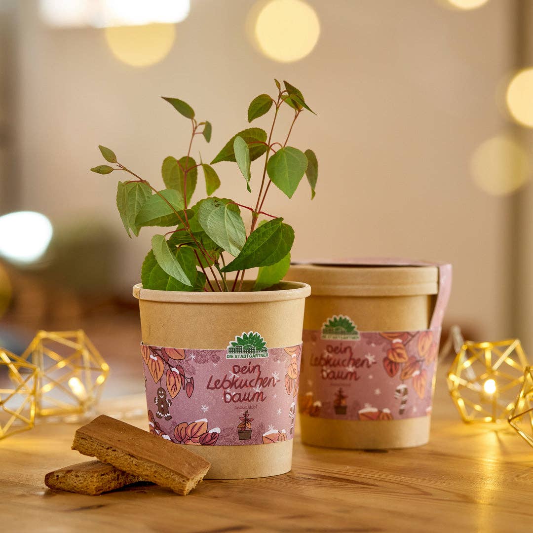Auf einem Holztisch stehen zwei kleine Lebkuchenbaum-Setzlinge in braunen Töpfen mit dekorativen Etiketten aus dem „Anzuchtset | Lebkuchenbaum aus dem Becher“ der TDJ Stadtgärtner GmbH, umgeben von Lebkuchenstückchen und leuchtenden Lichterketten. Die gemütliche, festliche Atmosphäre macht dieses Set zur perfekten Geschenkidee für Pflanzenfreunde – ideal für alle, die einen Katsurabaum mit dem Anzuchtset verschenken oder selbst ziehen möchten.