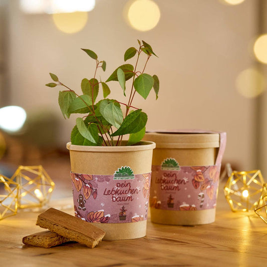 Auf einem Holztisch stehen zwei kleine Lebkuchenbaum-Setzlinge in braunen Töpfen mit dekorativen Etiketten aus dem „Anzuchtset | Lebkuchenbaum aus dem Becher“ der TDJ Stadtgärtner GmbH, umgeben von Lebkuchenstückchen und leuchtenden Lichterketten. Die gemütliche, festliche Atmosphäre macht dieses Set zur perfekten Geschenkidee für Pflanzenfreunde – ideal für alle, die einen Katsurabaum mit dem Anzuchtset verschenken oder selbst ziehen möchten.