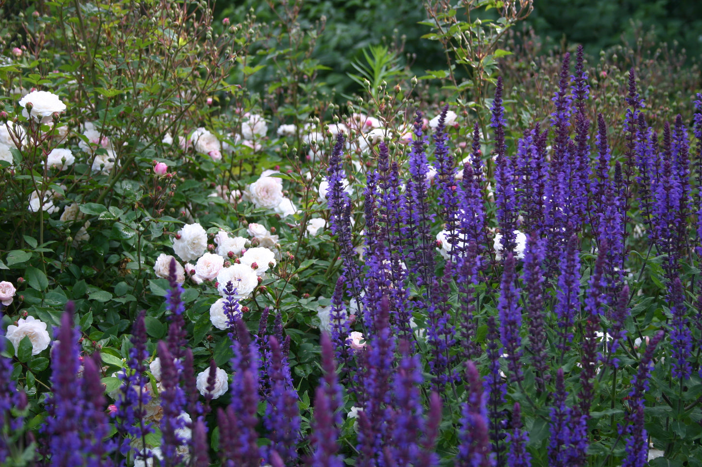 Erleben Sie den Duft im sommerlichen Garten mit der Königlichen Gartenakademie: Mi. 24.06.2026 | 17.00-18.00 Uhr ABENDLICHTFÜHRUNG - Genießen Sie hohe lila Blüten und weiße Rosen inmitten von üppigem Grün in sommerlicher Gartenatmosphäre.